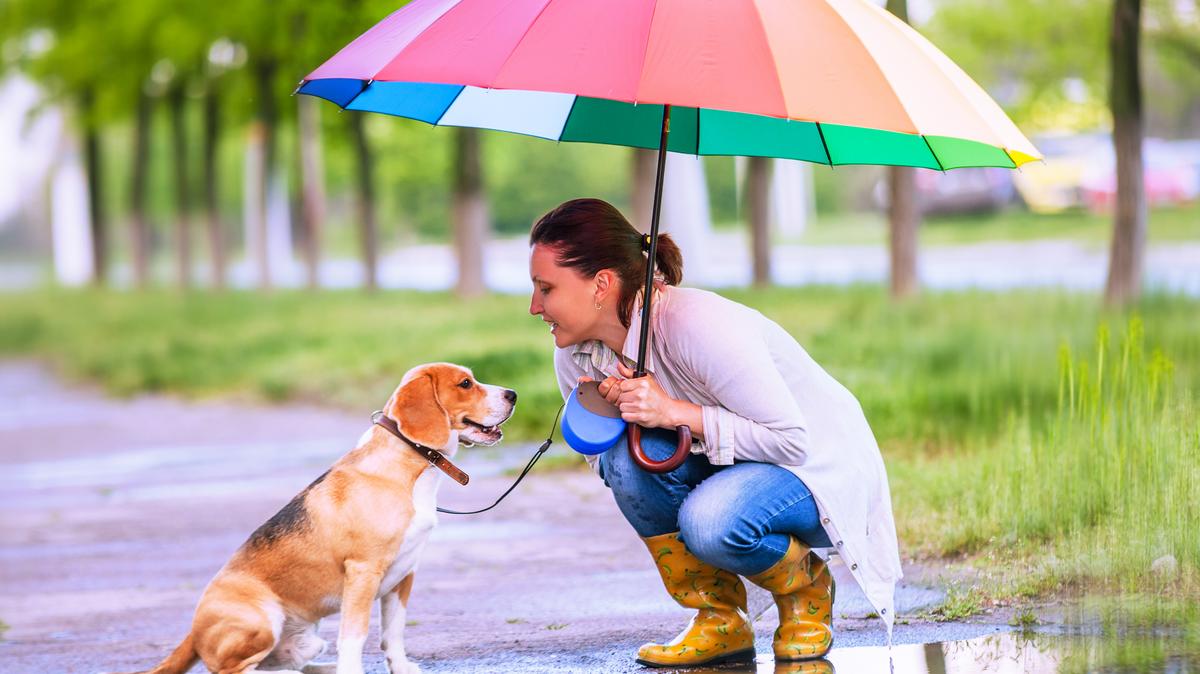 Figyelmetlenség az esőben: veszélyes kutyaséták tragédiát okozhatnak