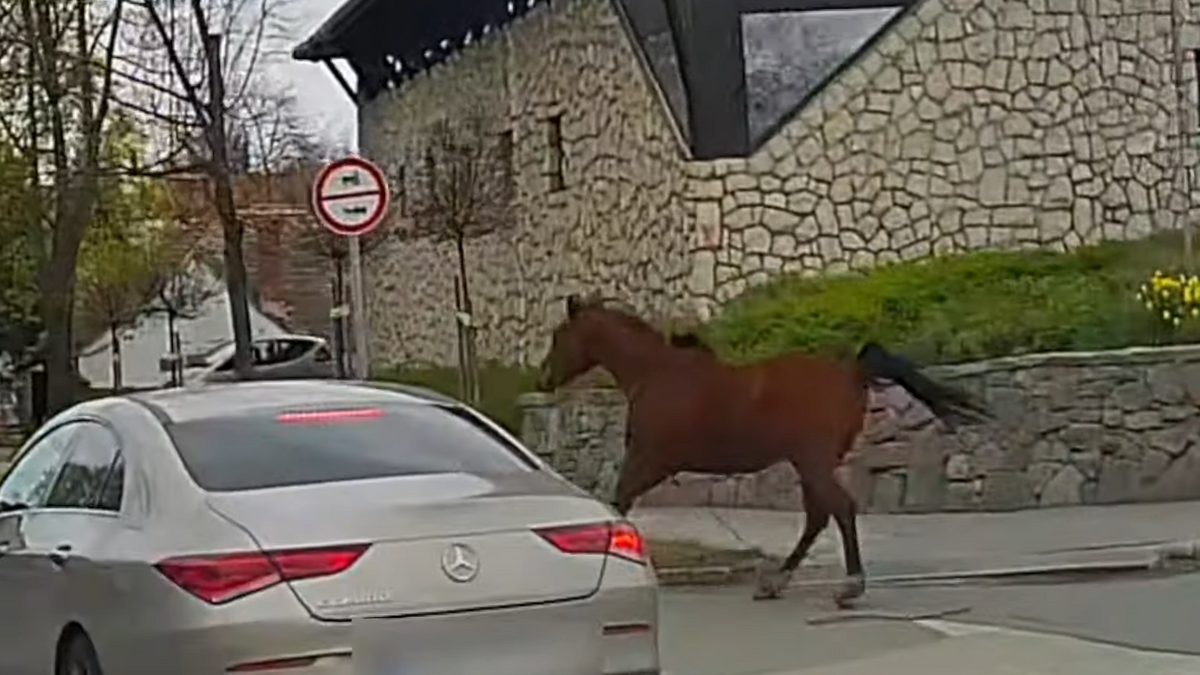 Szentendrén egy szabadon száguldó ló okozott tragédiát: elképesztő felvételek a megrázó esetről