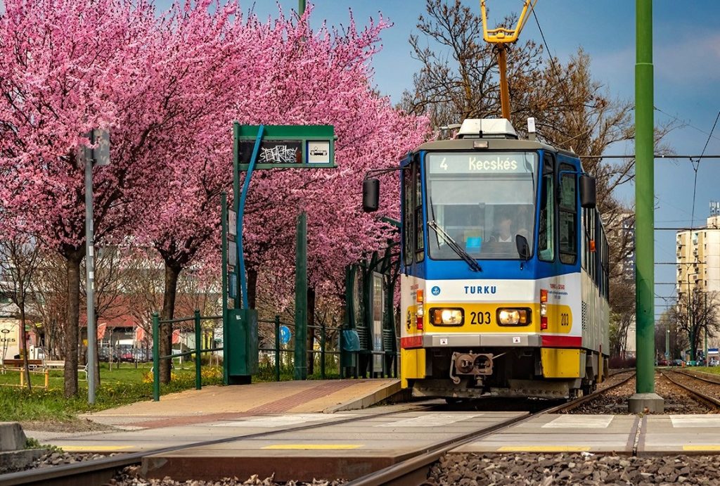 Lenyűgöző virágzás Szegeden: rózsaszínbe borult a természet