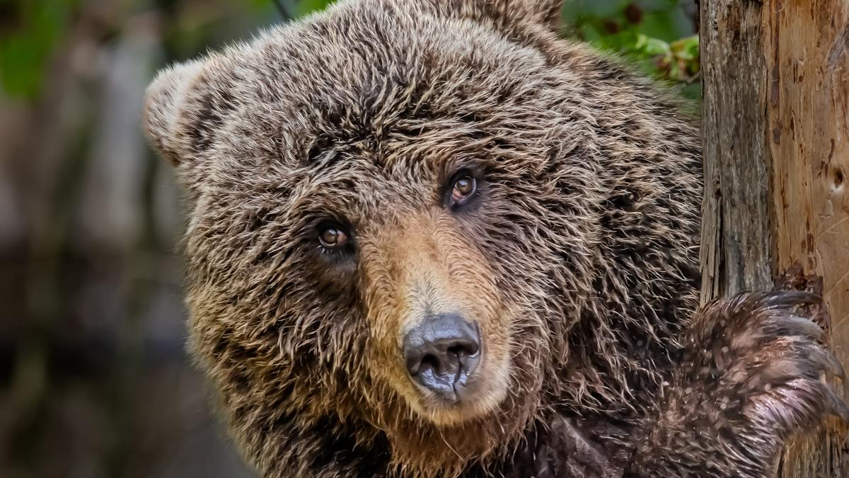 Veszélyes medvetámadás Liptószentmiklós belvárosában – videó felvételekkel