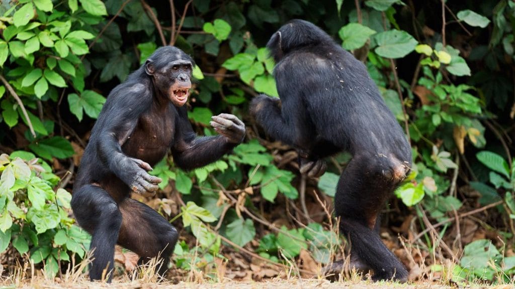 A bonobók rejtett bunyós oldala: Az igazi arcuk végre felszínre került!