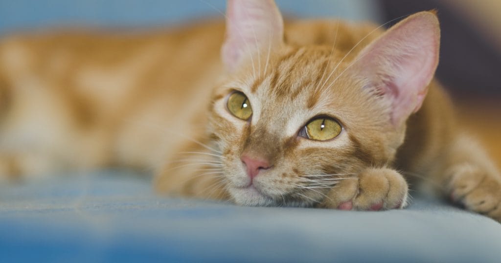 A cica varázslatos világa: 8 kép, amely csak a szerető gazdikat érinti