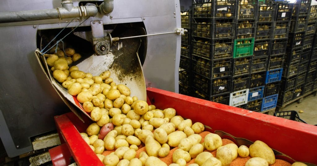 Az olcsó krumpli Európát elárasztja: Mi is rá leszünk kényszerülve?