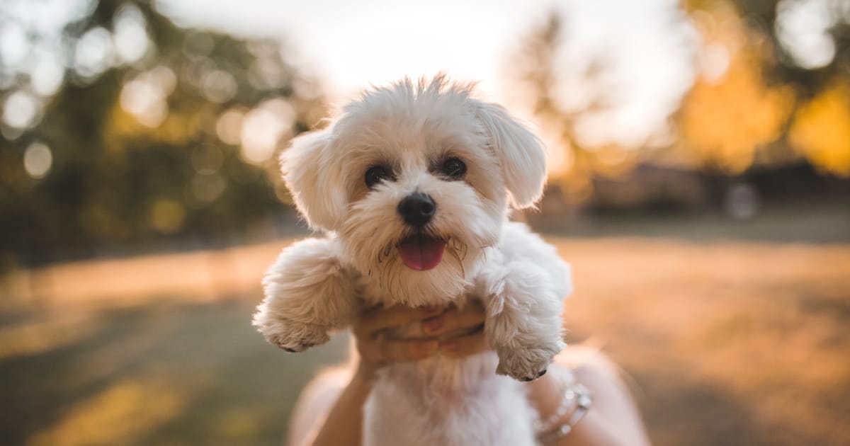 6 imádnivaló kistestű kutyafajta, amelyek megolvasztják a szívedet!