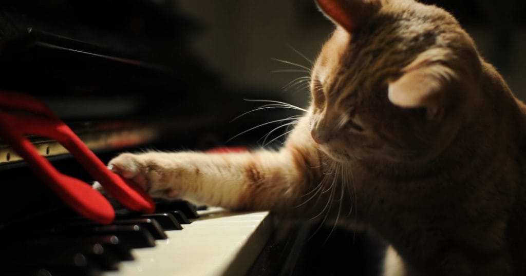 A háziállatok nyugalmát biztosító zenei hűség