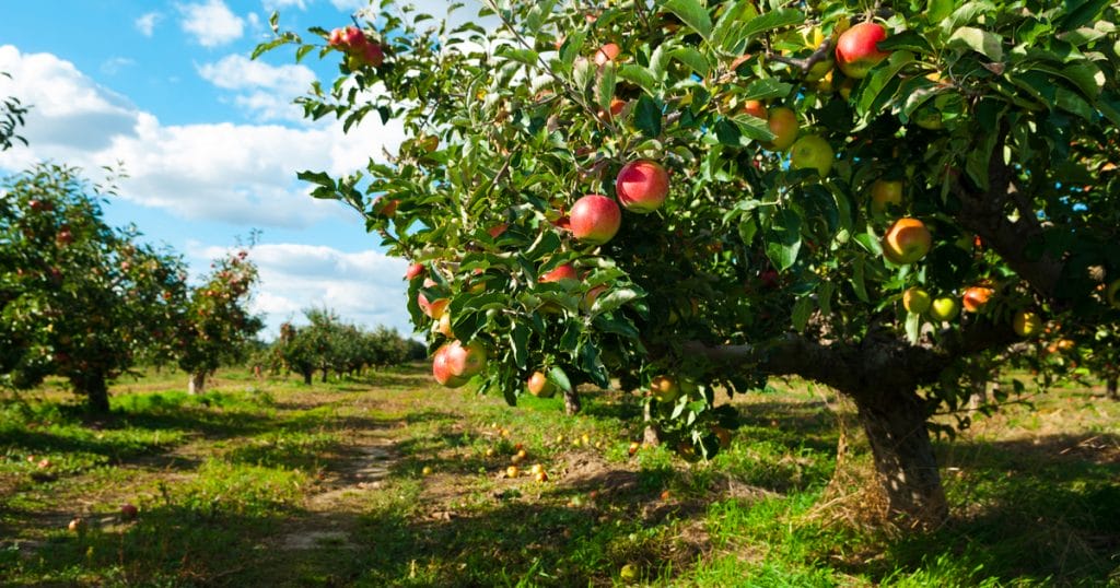 A szabolcsi alma: egy fontos hungarikum veszélyben