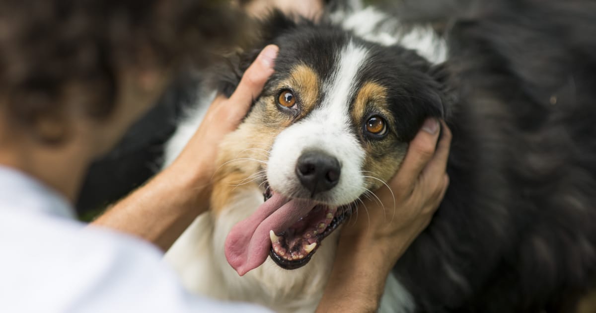 A kutya fülhátracsapásának titka: 8 meglepő kérdés a kutyák viselkedéséről