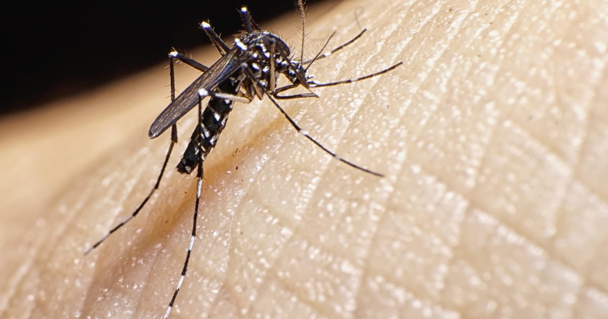 A "csonttörő láz" veszélye: Új szúnyogfaj terjedése Magyarországon