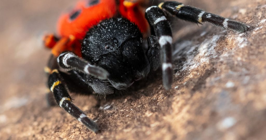 Az ijesztő pókok veszélyes csípése: Vigyázat a magyar kertekben!