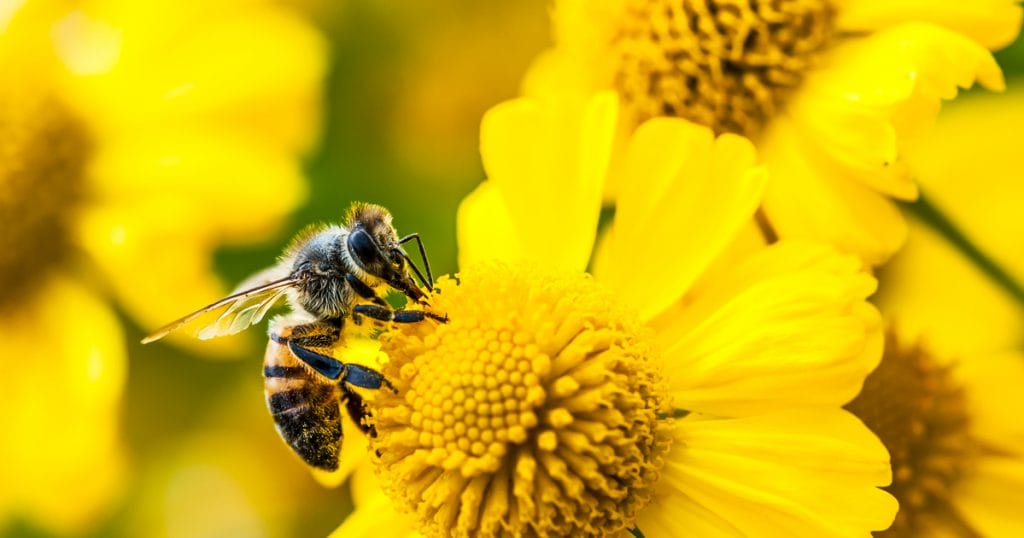Csodák a Méhvilágból: 5 Lenyűgöző Tény a Méhek Világáról a Méhek Napja Alkalmából