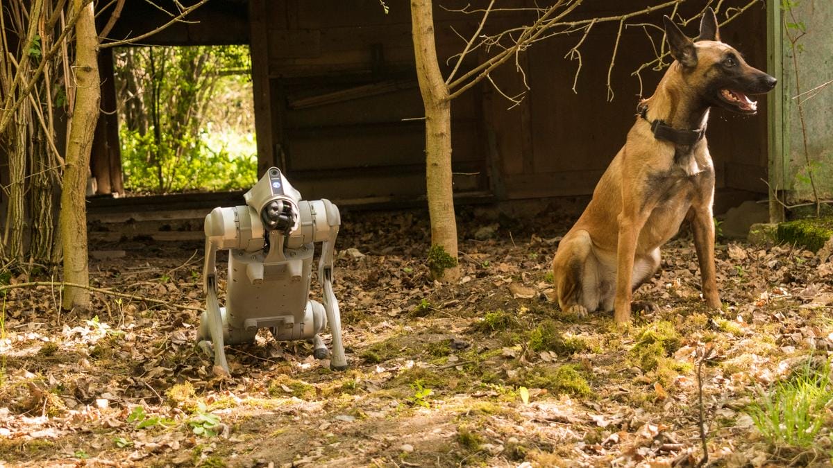 Az új magyar katasztrófavédelmi robotkutya: a mindent látó és cipelő gép