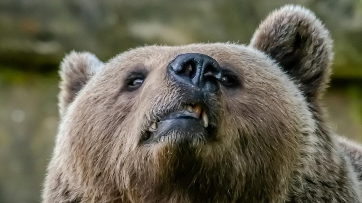 Veszély a vadonban: Medvetámadás súlyos sérülésekkel végződött egy túrázók számára