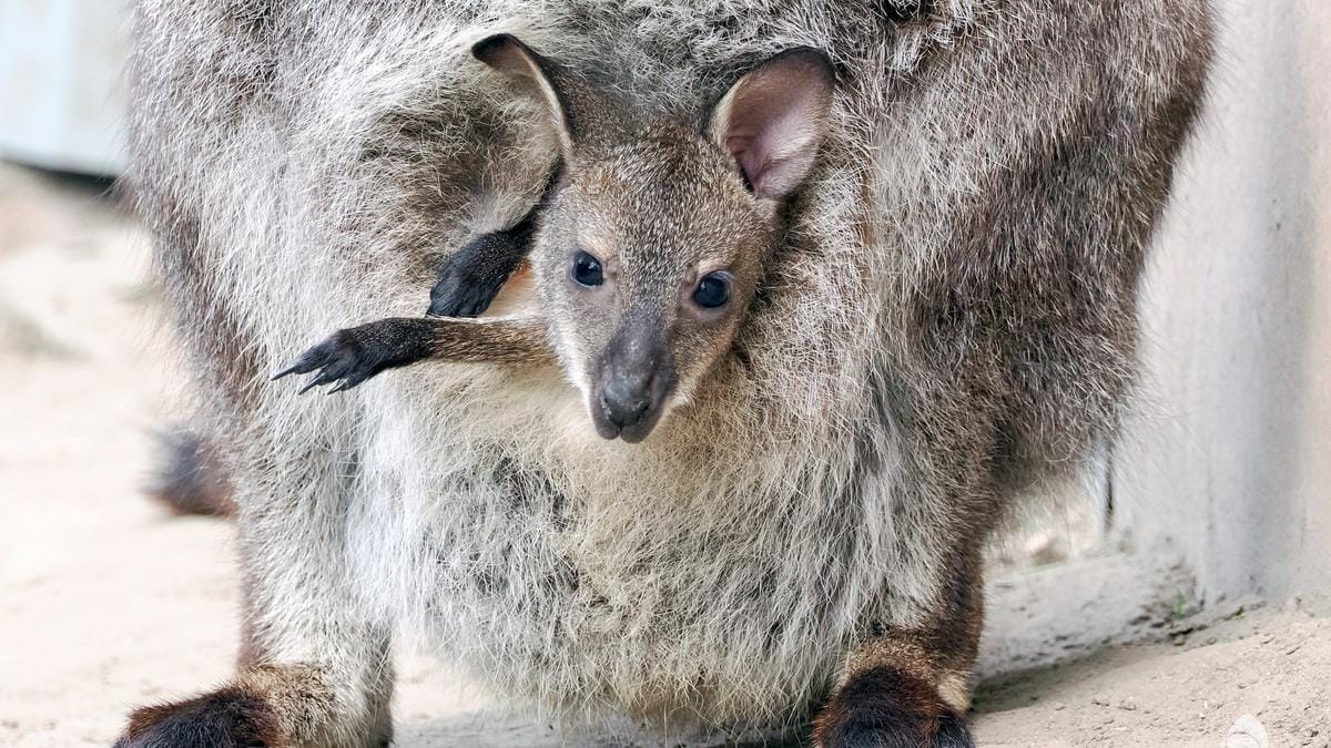 Váratlan lakótárs: kengurubaba kénytelen elhagyni az erszényt a mamahotelben