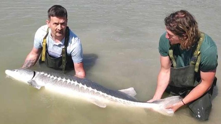 Magyar horgász hatalmas, 65 kilós tokhalt fogott Bajánál: lenyűgöző fotókkal!