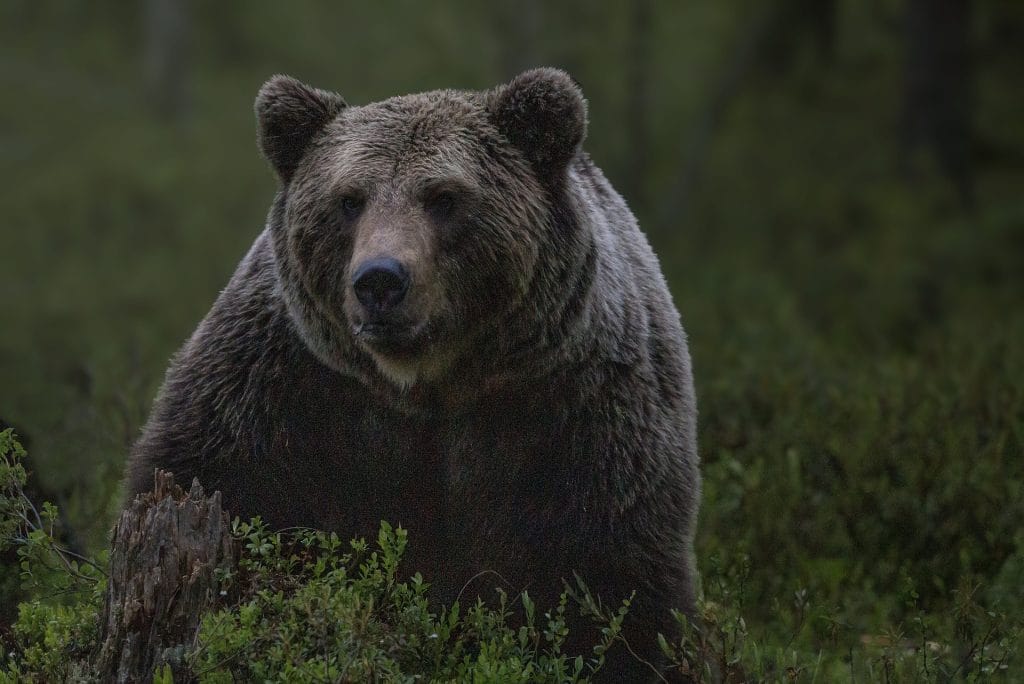 Veszély Szlovákiában: Medve támadt egy kutyával sétáló párra