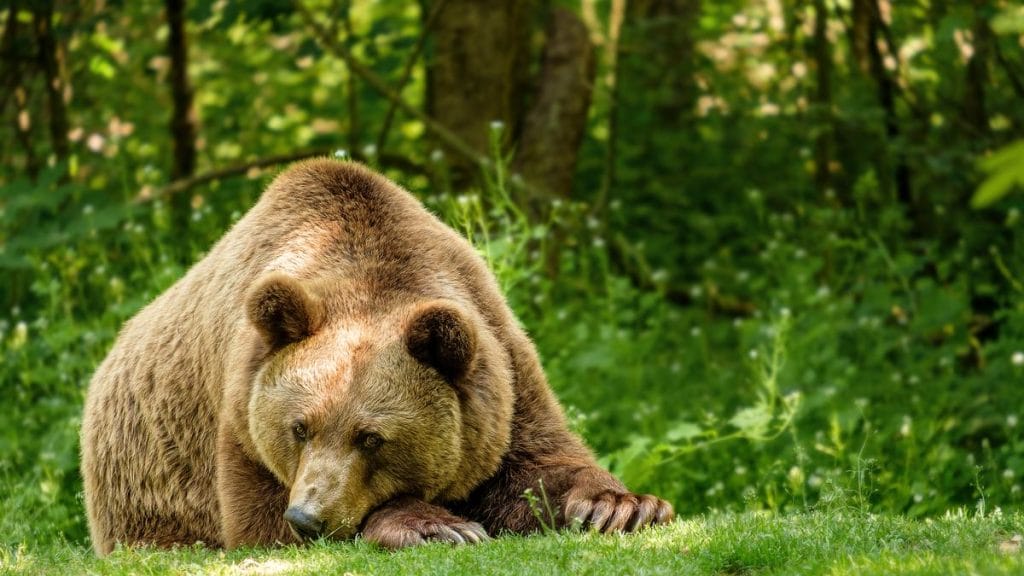 Veszélyben a Lipótszentmiklós környékén élők: két újabb medvetámadás történt a hétvégén