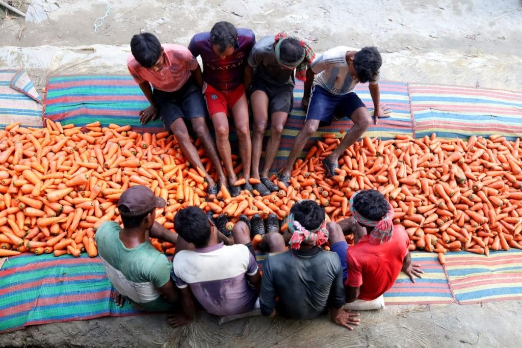 Bangladesben lábbal tisztítják a répát - Egyedülálló módszer a hagyományos mezőgazdaságban