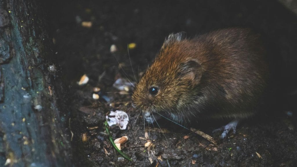 Hátborzongató történet Ócsai albérletről: A patkányok, a kislány és az elképesztő követelés