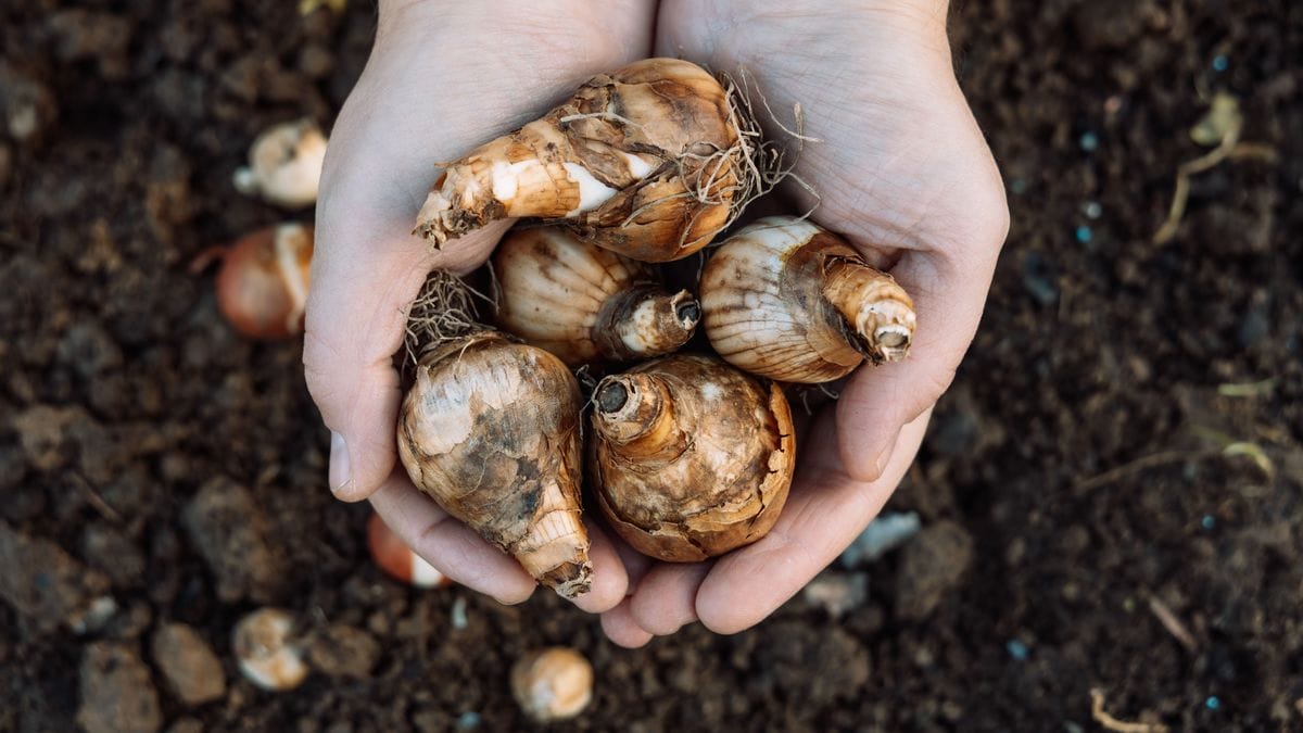 A "Tulipán hagymájának gondozása: A legfontosabb lépések