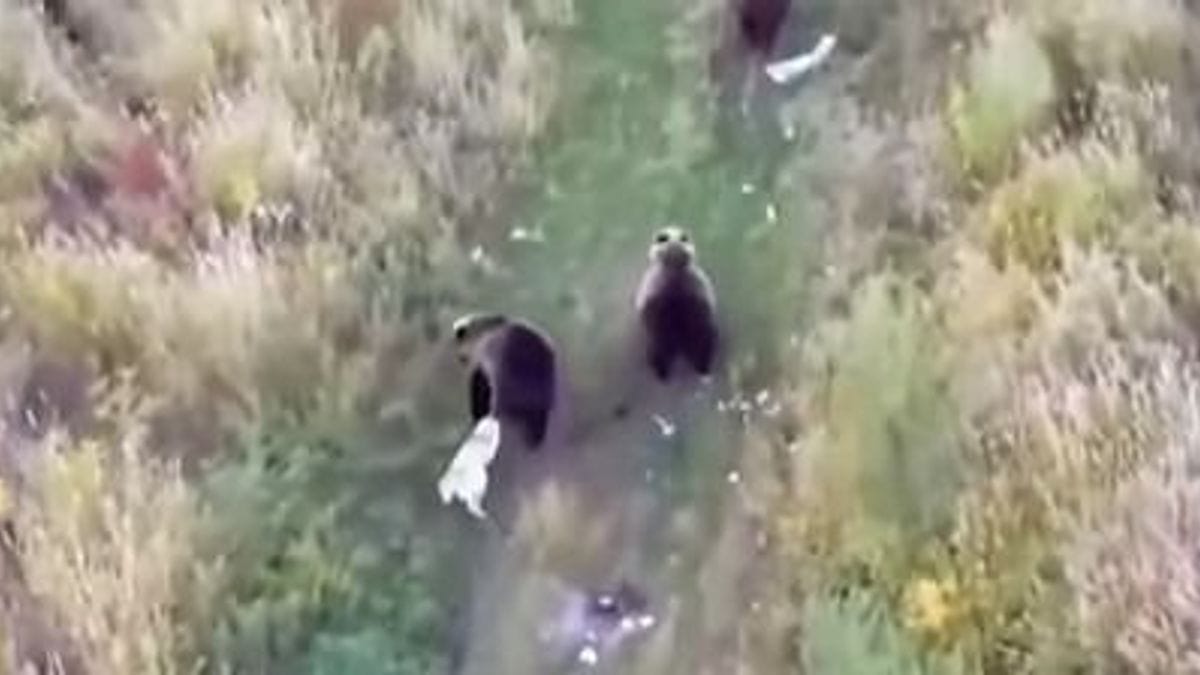 Medvék között találták meg az elveszett kutyát – Megdöbbentő felvétel!