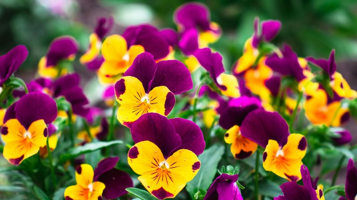 15 trükk a virágáradathoz: Egynyári virágokkal szépítsd kertedet