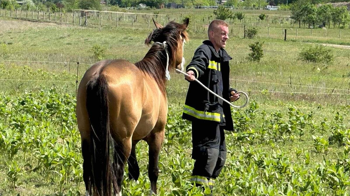 Az igazi hősök: tűzoltók száguldoztak lovak után Dunakeszin – lenyűgöző fotókban
