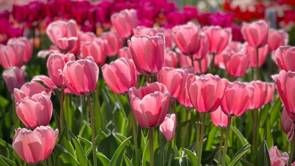 A titok feltárul: így bőséges virágzásra készteti a tulipánt
