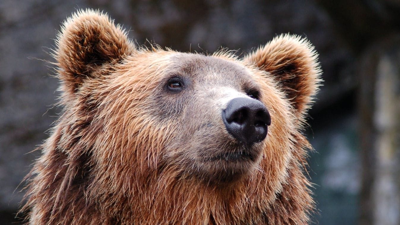Az erdő réme: kegyetlen medve támadása kirándulókra rögzítve