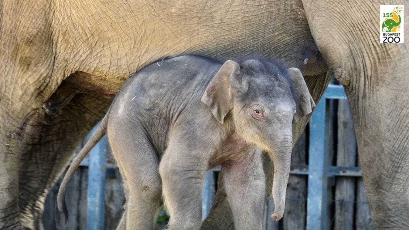 Sammu, az örökbefogadott kis elefánt: egy hős története