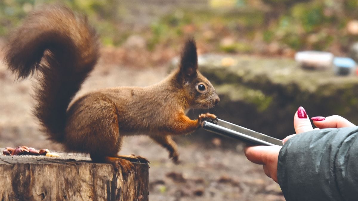 Mókusok szövetségese: Eszter, a suttogó