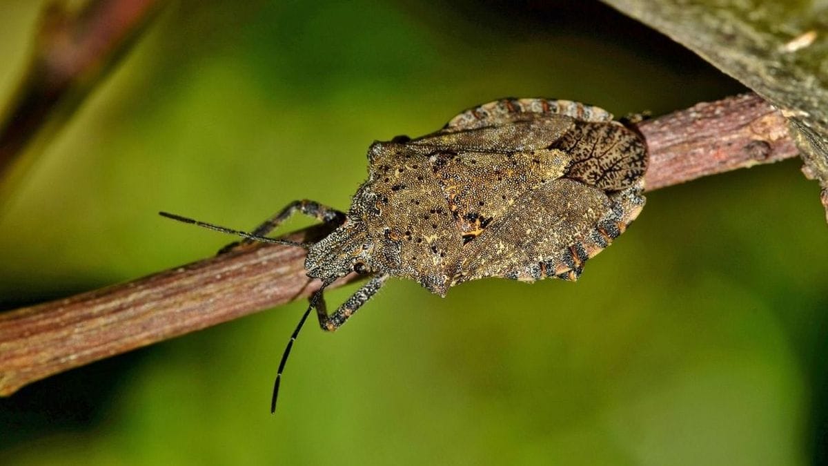 Incidenstus poloskainvázió fenyegeti a gazdákat