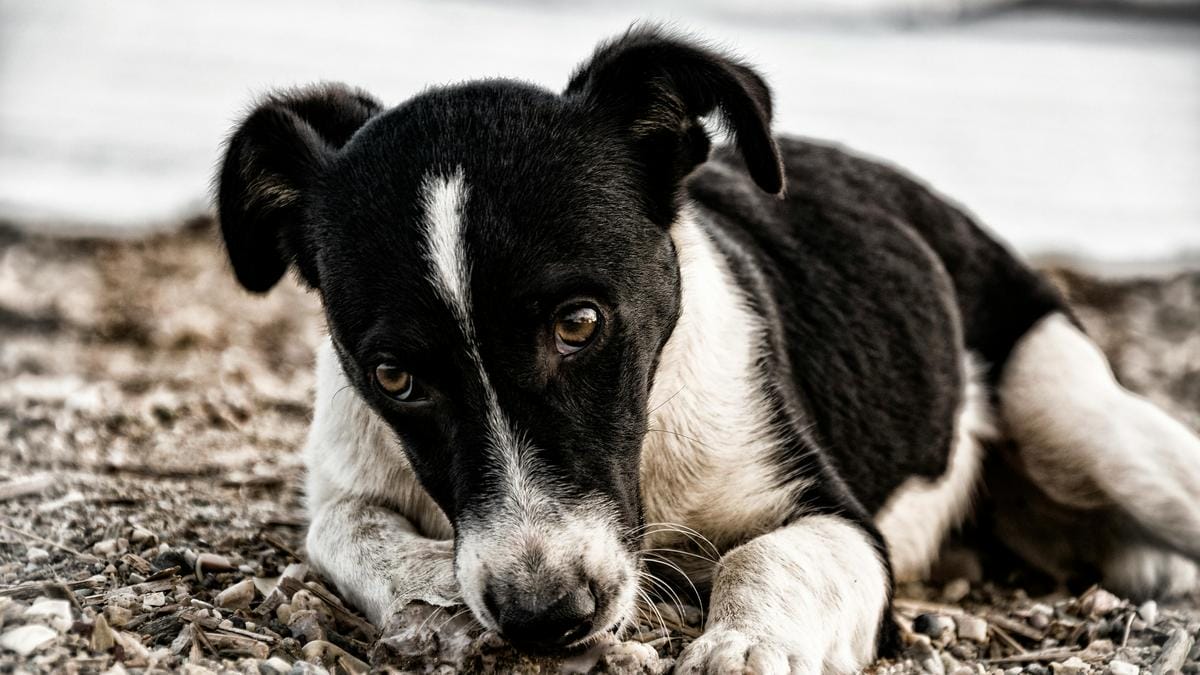 Brutális kutyatartás Veszprém környékén: étel és víz nélkül láncra verve.