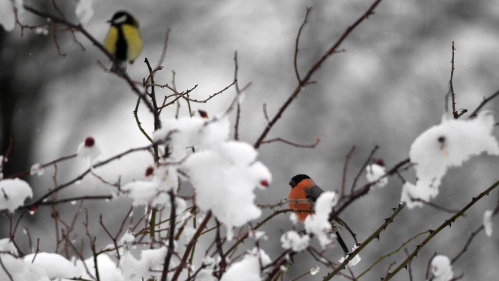 Lelkesítő téli táj: Mágikus hópehelyszállás az országban - fotókkal
