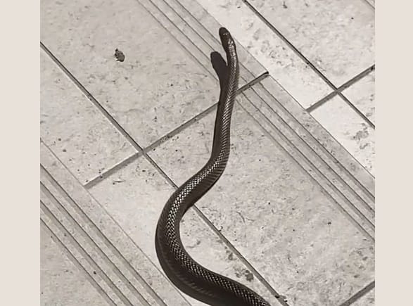 Miskolci Éjszakai Kígyó: Megdöbbentő Felvétel a Városban Kígyózó Rendőrautóról