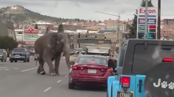 Az elképesztő videó: Egy elszabadult elefánt szlalomozik az autók közt Montanában