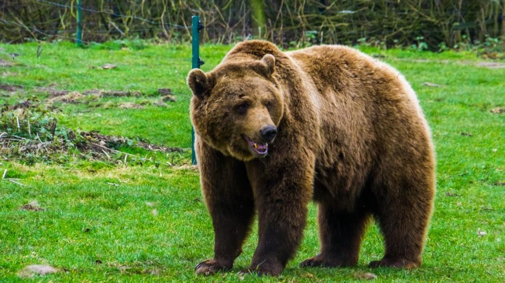 Veszélyes találkozás: medve támadott tűzoltóra Szlovákiában