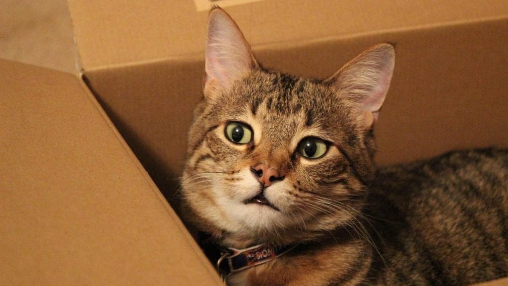 A csomagküldő szolgálat dobozában több száz kilométert utazott egy macska