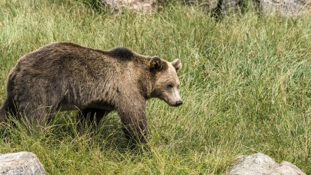 Vadonatúj fotók: Medve kalandozás a Kéktúrán