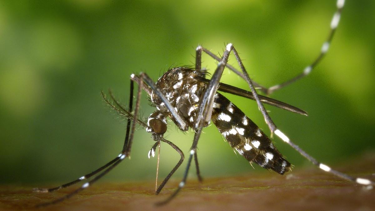 Az idei szúnyogszezon új betegségek terjesztésével fenyeget