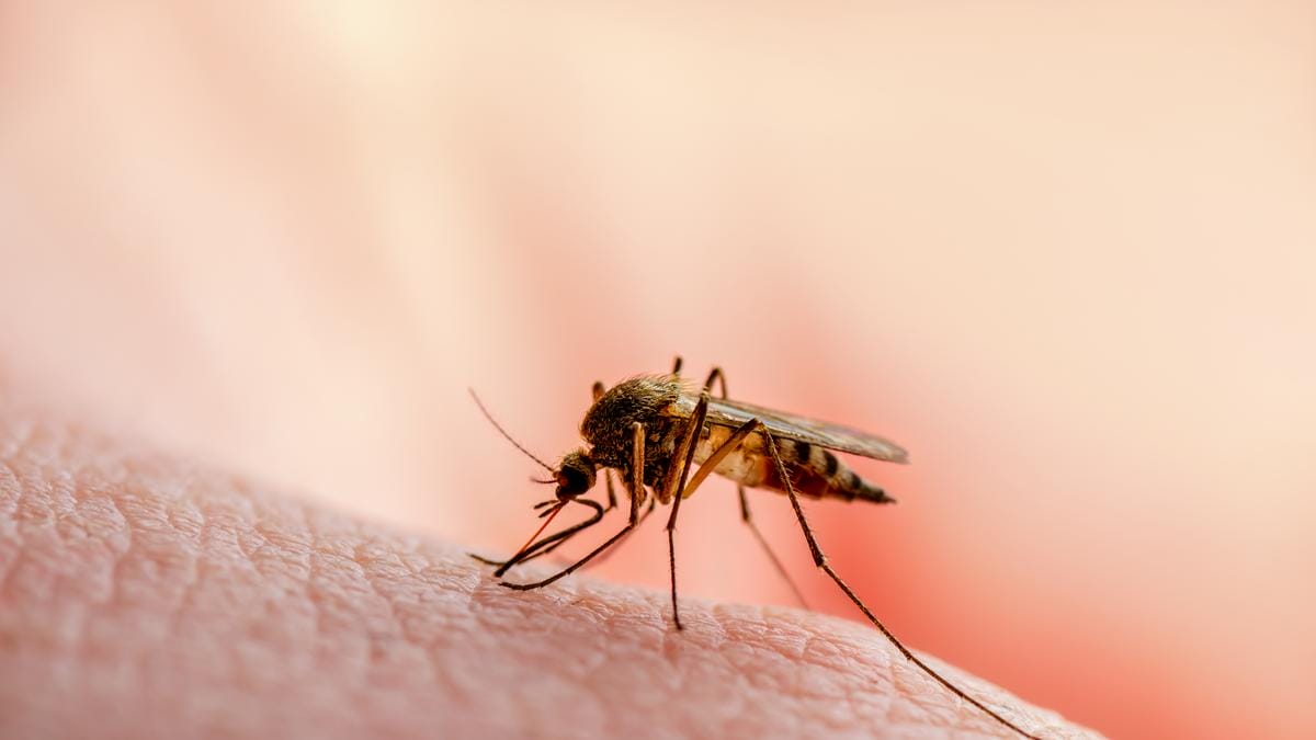 Figyelmeztetés: Súlyos szúnyoginvázió fenyeget