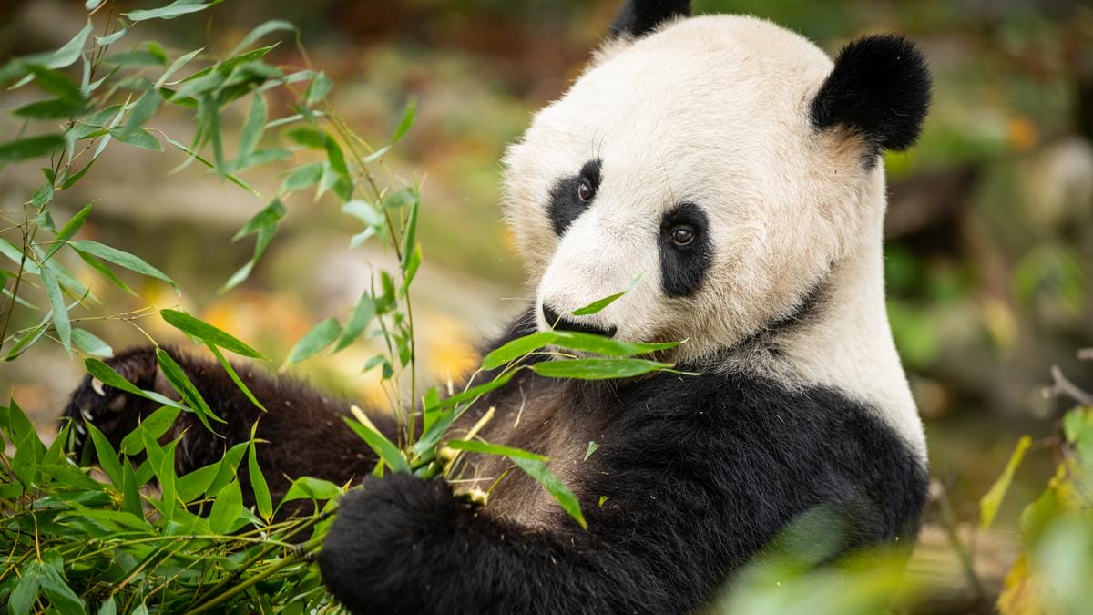 Bécsi állatkert pandája édesen falatozik – videó