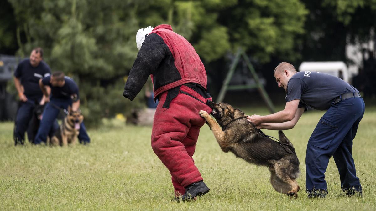 Rendőrségi tragédia Dunakeszin: Halálos lövéssel vetett véget az életének egy őr a kutyakiképző központban