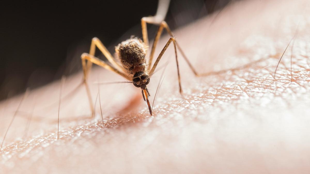 A szúnyoginvázió réme Magyarországon