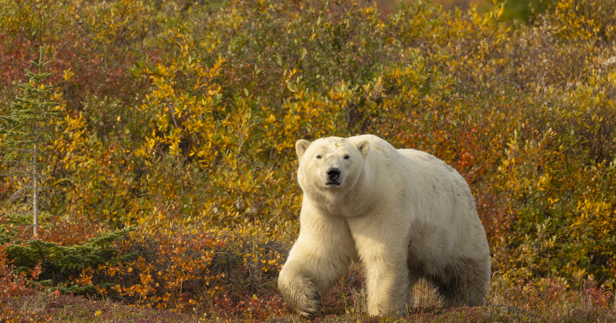 A lenyűgöző jegesmedvebocsok: zseniális drónfelvételből megörökítve