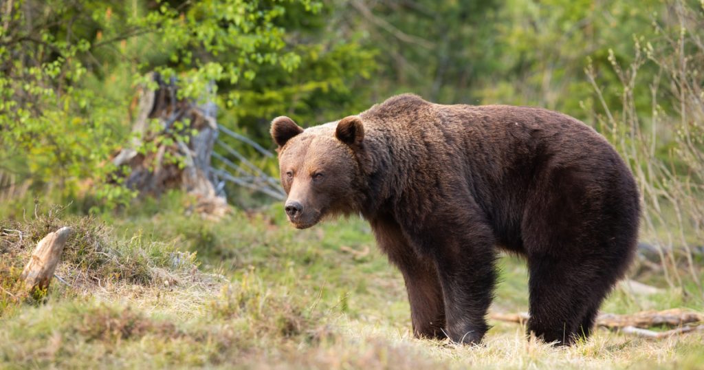 Szlovákiában nő a vadállatok támadásainak veszélye: aggodalom a medvék miatt a balesetek számának drasztikus növekedése miatt.
