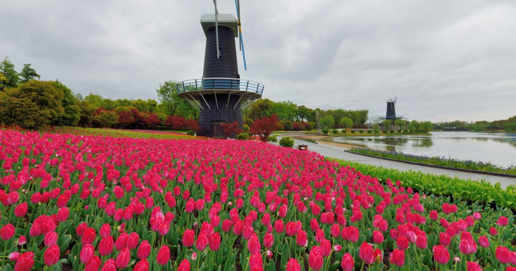 Kínai másolat: Lemásolták a híres holland tulipánmezőt