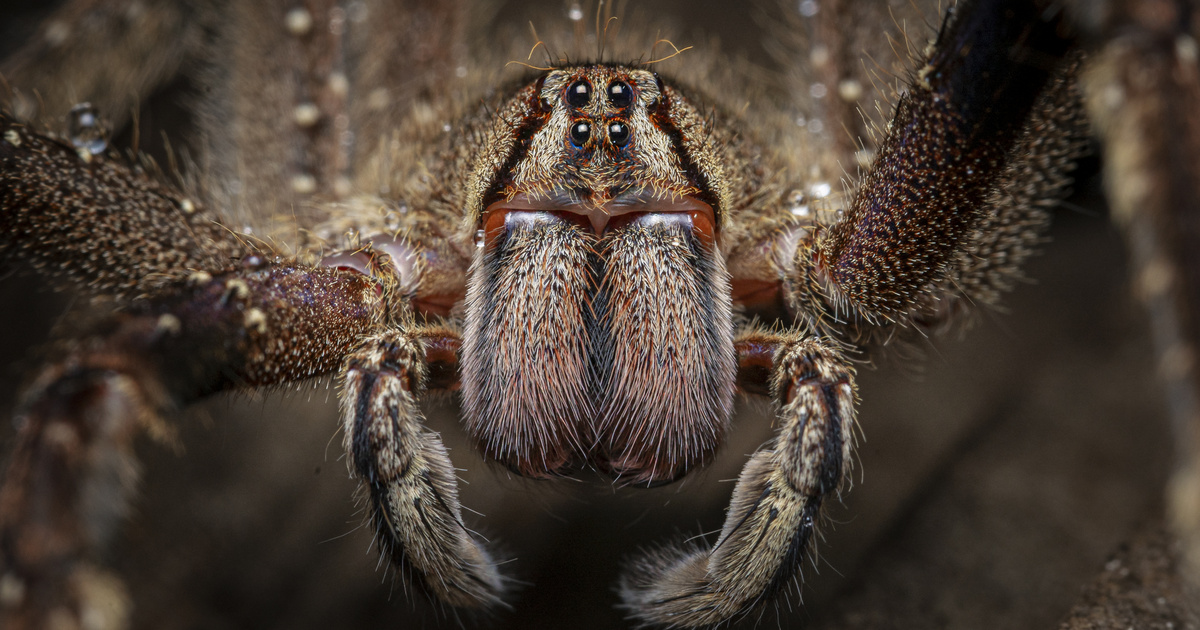 Az egyik legveszélyesebb pók itthon is fenyegetést jelenthet: ismerd meg a világ 9 legveszélyesebb fajtáját!