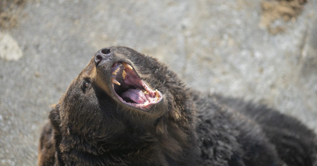Életveszélyes találkozás az erdő mélyén: medve támadott egy autósra - videó!
