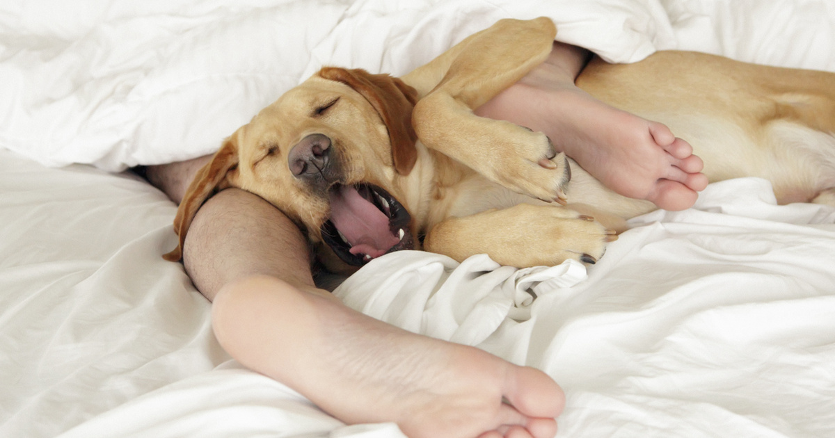 Az alvó helyzet, amit kutyád átvehet az ágyban, rejtett veszélyeket hordozhat