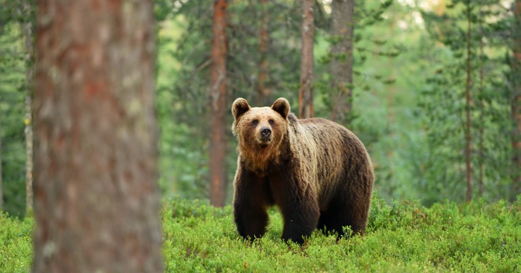 Figyelem! Veszélyben vagyunk: Medvék Magyarországon!